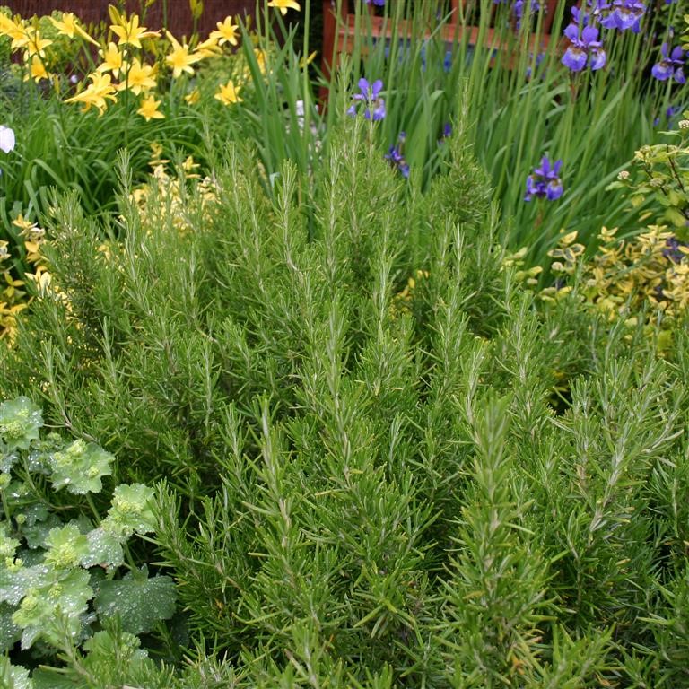Rosmarinus officinalis ‘Arp’ (Rosemary): The Ultimate Hardy Rosemary for UK Gardens