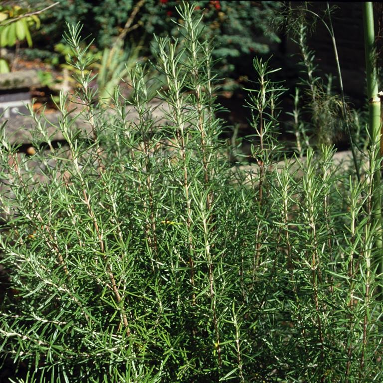 Rosmarinus officinalis ‘Miss Jessopp’s Upright’ (Rosemary): A Tall, Elegant Classic for UK Gardens