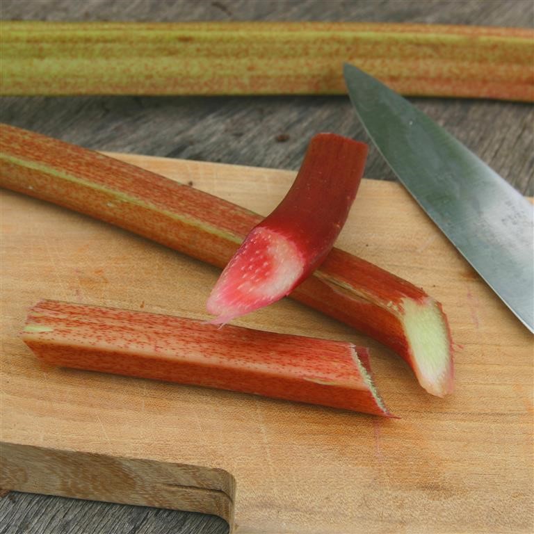 Rhubarb Plug Plants – Grow Your Own Rhubarb in UK Gardens