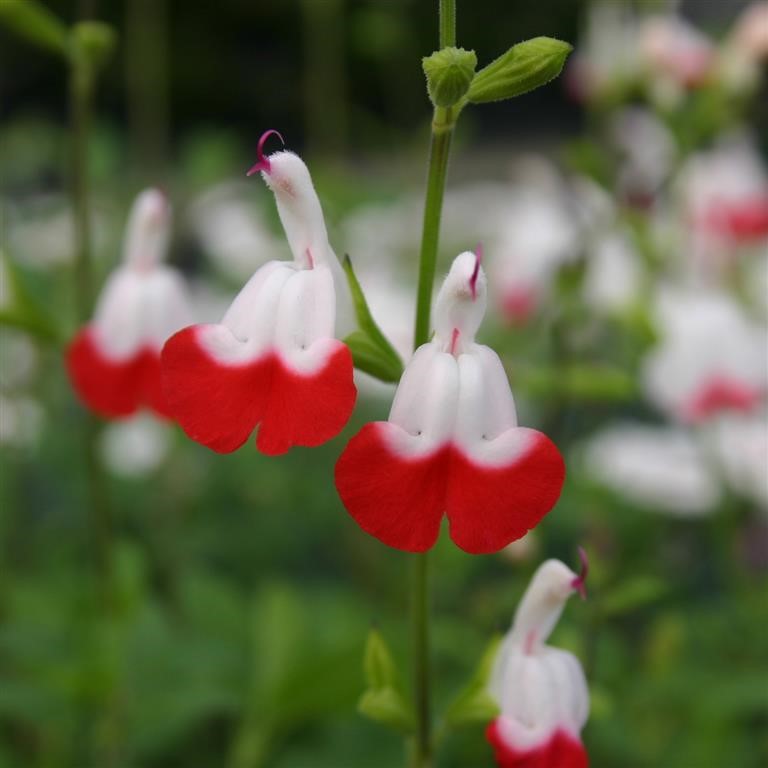 Salvia ‘Hot Lips’ – How to Enjoy This Beautiful Plant