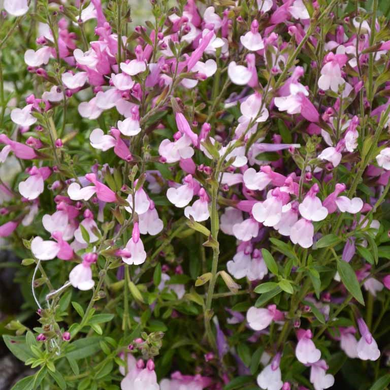 Salvia Plant Care Guide: Everything You Need to Know