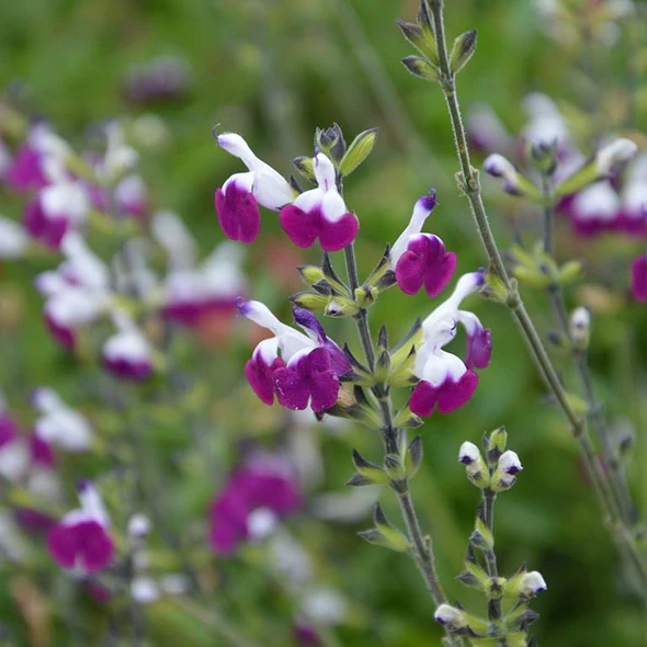 Salvia Plug Plants – How to Grow, Plant and Care for Salvias
