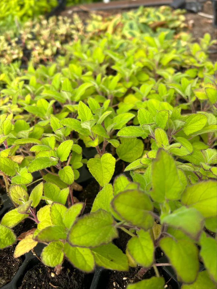 Salvia patens ‘Patio Deep Blue’ for UK Gardens | Striking Blue Salvia for Patios