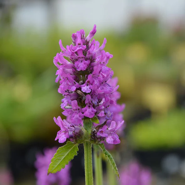Stachys Plug Plants – How to Grow and Care for Lamb’s Ear