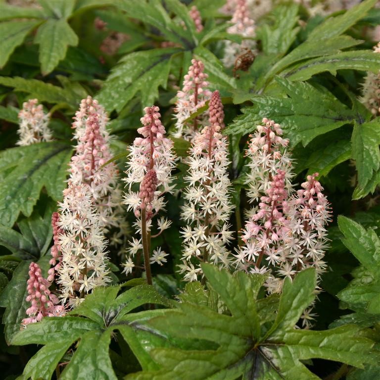 Tiarella ‘Pink Skyrocket’ – How to Grow This Elegant Shade‑Loving Perennial