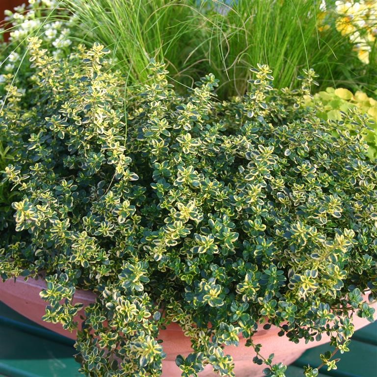 Thyme Plug Plants | Buy Thymus Plug Plants for UK Gardens