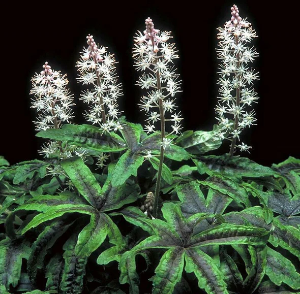 Tiarella Plug Plants UK – Shade-Loving Foamflower Growing Guide
