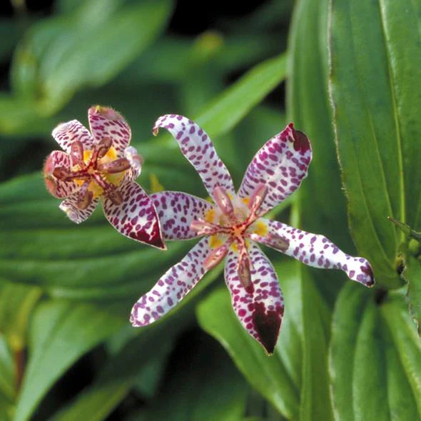 Tricyrtis Plug Plants | Toad Lily for Shade Gardens UK