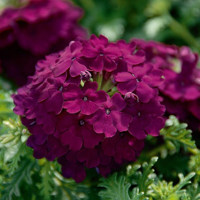 Verbena Plug Plants – A Complete Guide