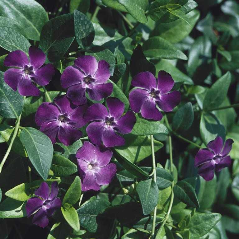 Vinca minor ‘Bowles’ Purple – The Ultimate Evergreen Ground Cover Plant