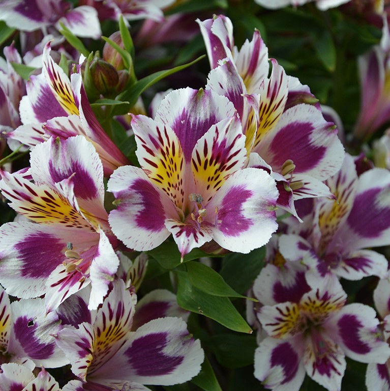 Alstroemeria Plug Plants: Long‑Flowering Perennials for UK Borders, Pots & Cutting Gardens