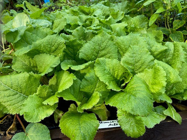 Primula japonica ‘Alba’ – Moisture‑Loving Perennial for Shade Gardens