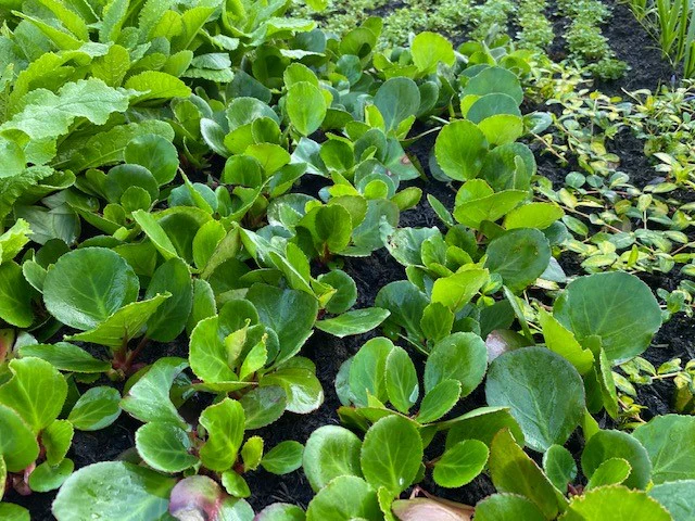 Bergenia ‘Harzkristall’ – Evergreen Ground Cover for UK Gardens