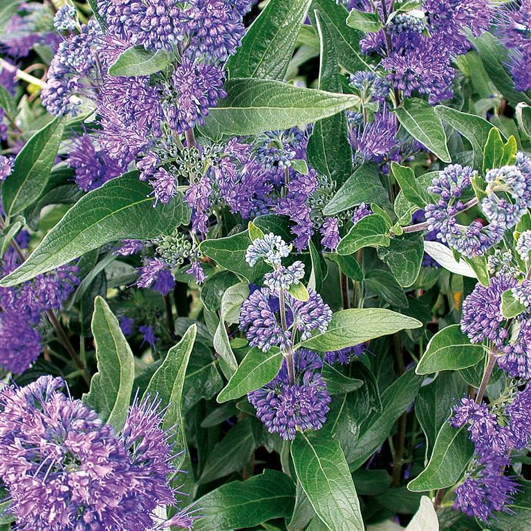 Caryopteris Plug Plants for UK Gardens | Late‑Season Colour Shrubs