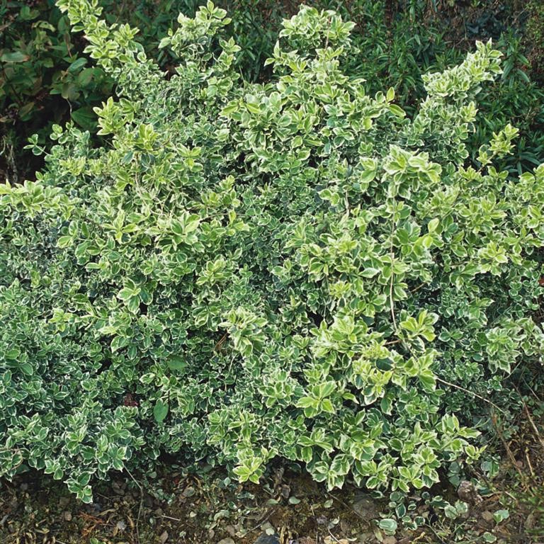 Euonymus Plug Plants – Versatile Evergreen Shrubs for UK Gardens