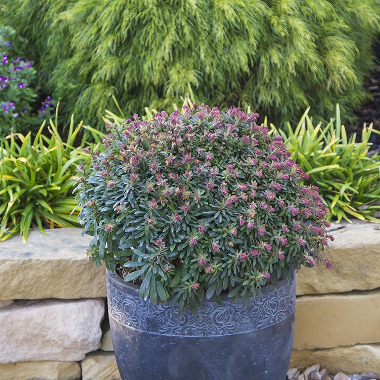 Euphorbia Plug Plants – Easy Structure, Year‑Round Interest