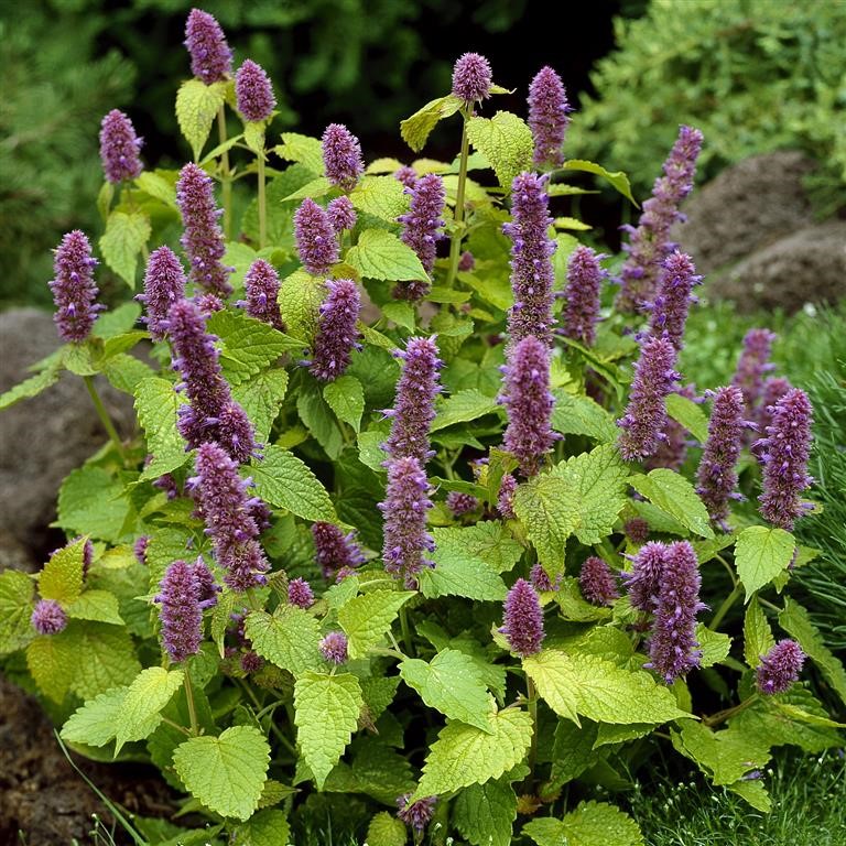 Agastache Plug Plants – How to Grow These Fragrant, Pollinator‑Friendly Perennials