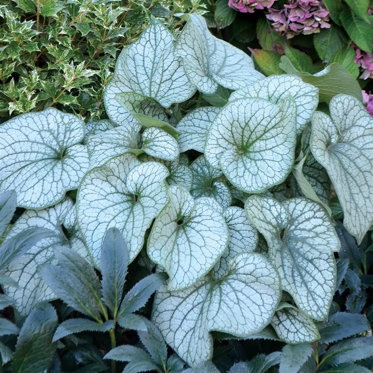 Brunnera ‘Alexander’s Great’: The Ultimate Silver Foliage Plant for Shady UK Gardens (2026 Guide)