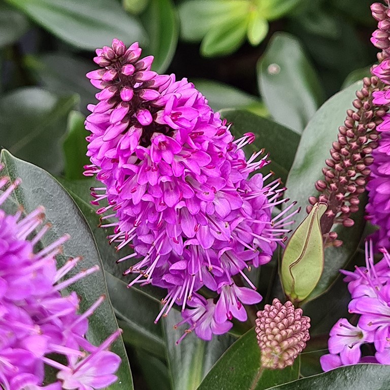 Hebe Plug Plants – Compact Evergreen Shrubs for UK Gardens