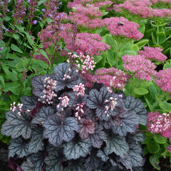 Top Plants for North-Facing Gardens UK