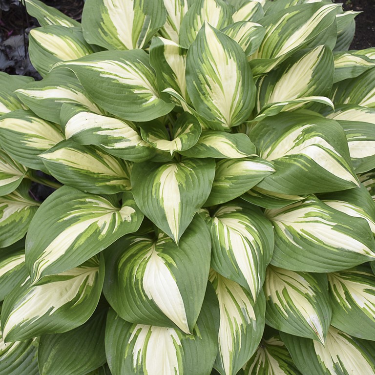 🌿 Hosta Plug Plants – Reliable Foliage for Shaded UK Gardens