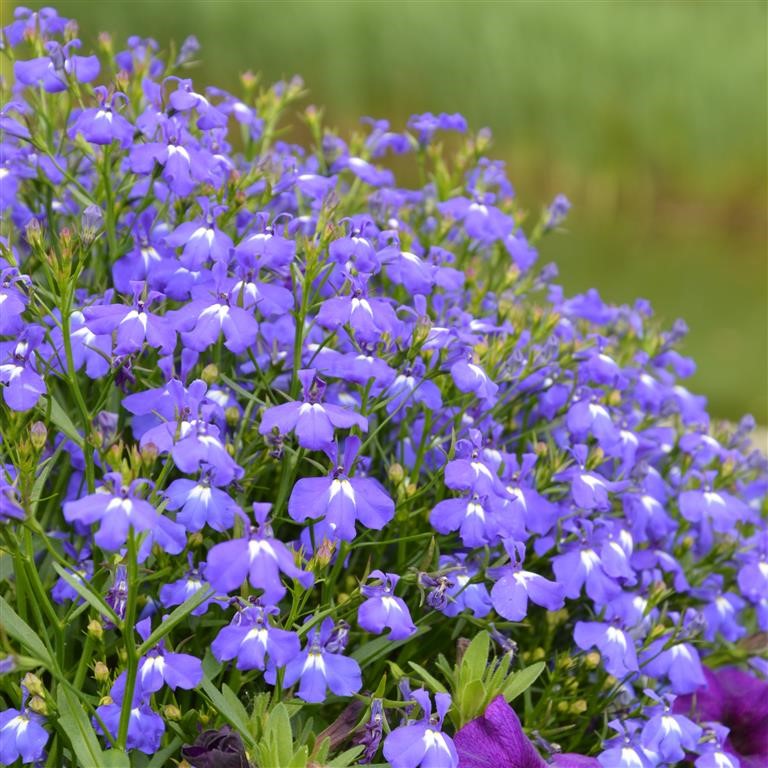 Lobelia ‘Victoria’ Plug Plants – Bold Foliage, Fiery Flowers & Late‑Summer Impact