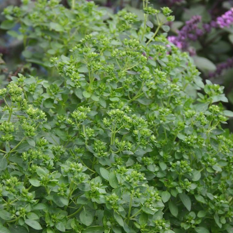 Oregano Plug Plants – Growing Oregano Successfully in UK Gardens