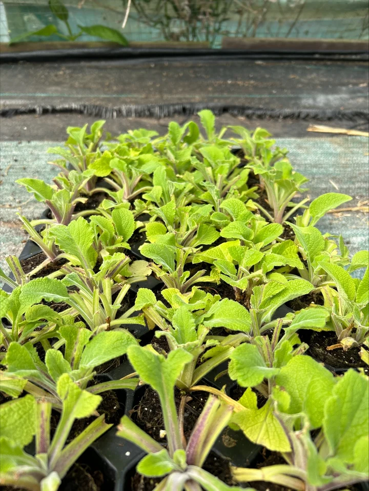 Digitalis (Foxglove) ‘Pam’s Choice’: A Dramatic Cottage-Garden Favourite