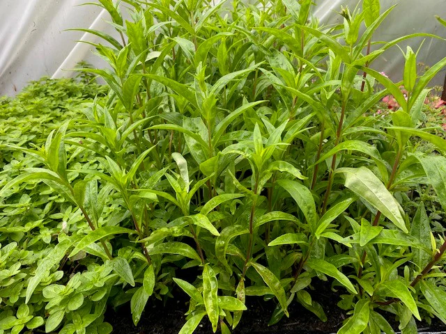 Penstemon ‘Blackbird’ Hardy Perennial for UK Gardens
