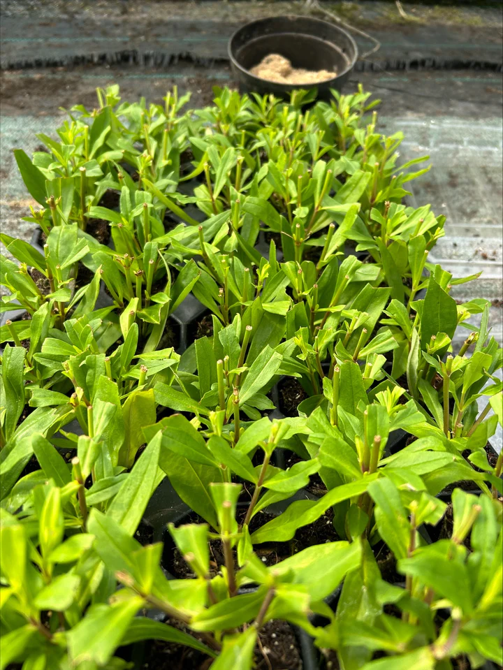 Penstemon ‘Hewell’s Pink’ – Long‑Flowering Perennial for UK Gardens