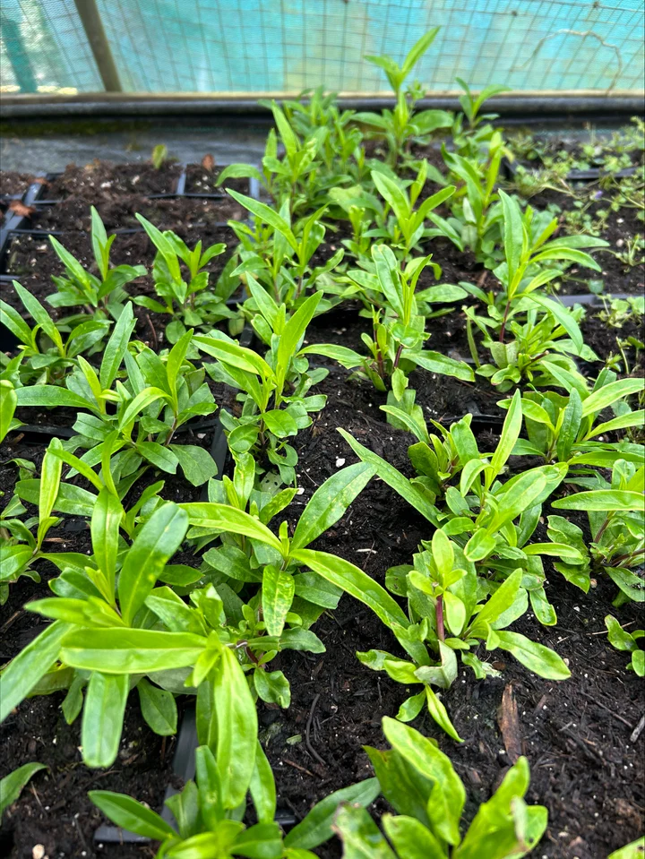 Penstemon ‘Burgundy’: Reliable Perennial Colour from Strong Young Plants