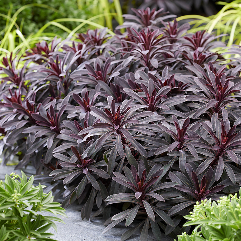 Perennial Plug Plants: Reliable, Cost‑Effective Plants for UK Gardens