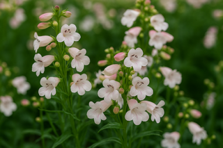 Penstemon ‘Volcano Fujiama’ – How to Grow, Care & Where to Use It