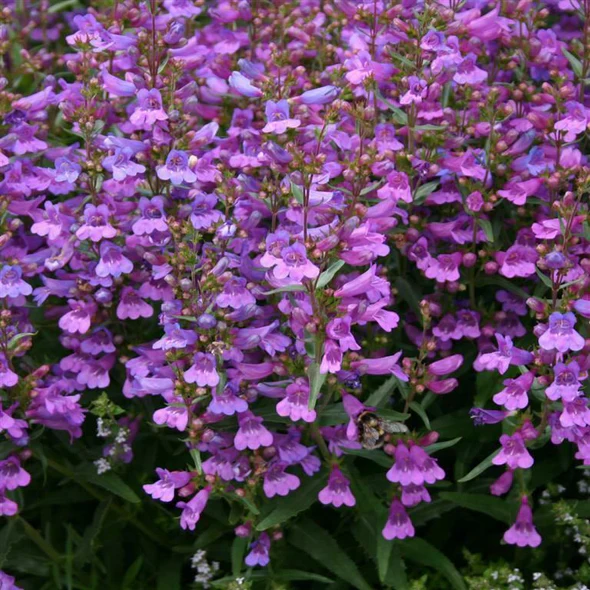 Clearance Plug Plants UK: Affordable Perennials, Shrubs & Exotic Deals