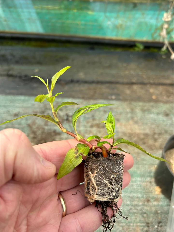Plug Plants – What They Are, Benefits & How to Grow Them Successfully