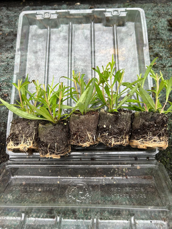 How to Grow Strong Plants from Plugs (Beginner Guide)