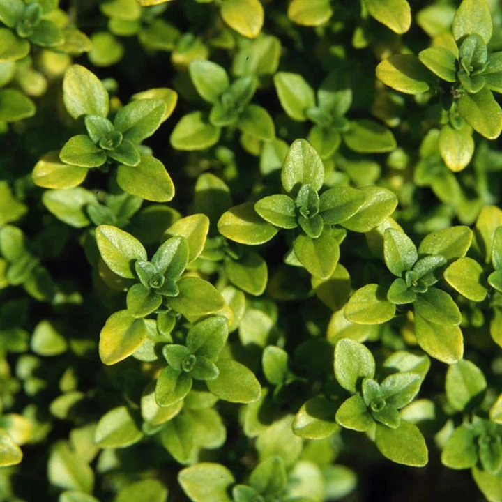 Easy Grow Herbs for Beginners | Build a Kitchen Garden at Home UK