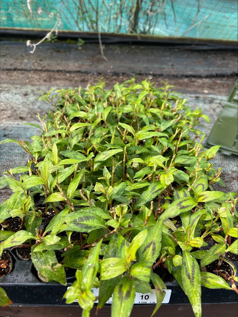 Vietnamese Coriander Plug Plants – Growing Persicaria odorata in UK Gardens