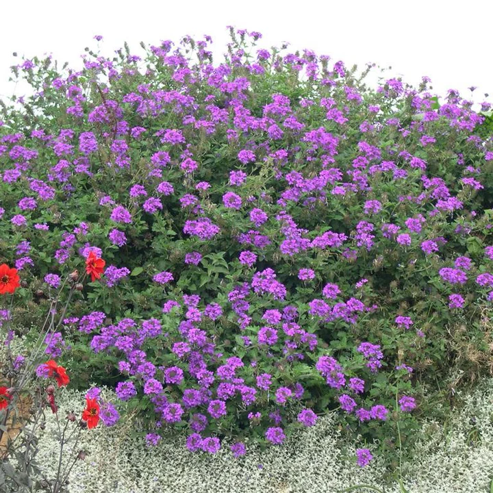 Gardening Trends for 2026: Climate Smart Plants That Thrive in UK Gardens